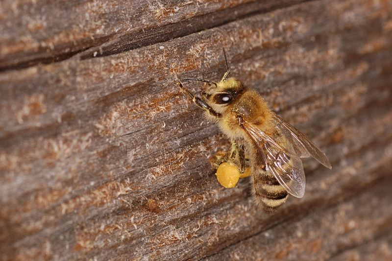 Bienen NFF 4