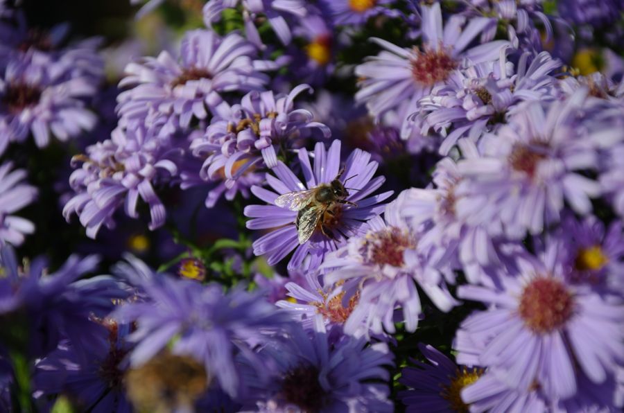 Bienen und Blumen (1)