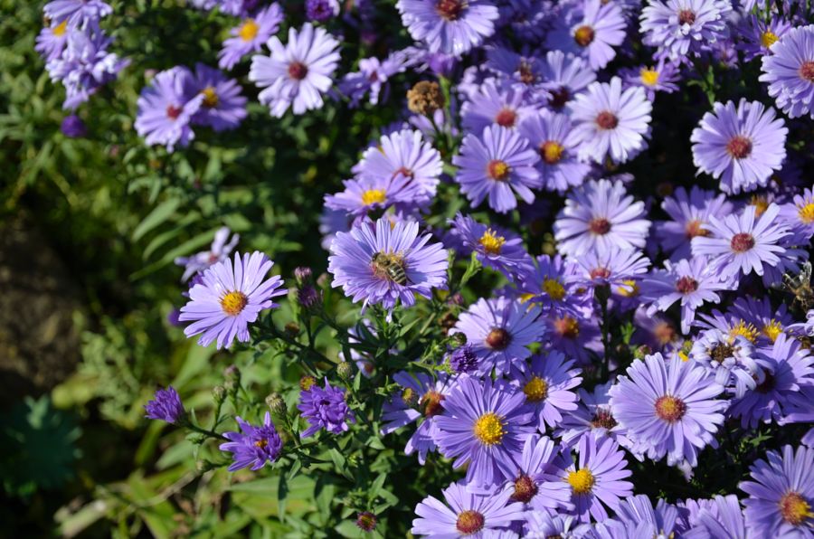 Bienen und Blumen (2)