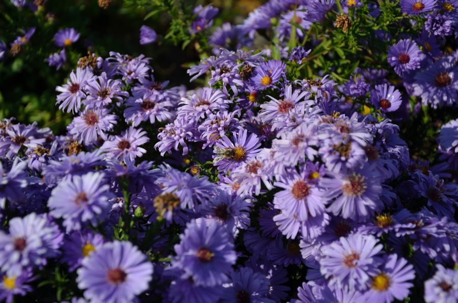 Bienen und Blumen (3)