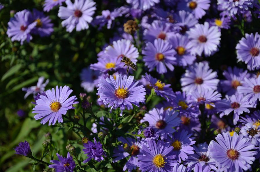 Bienen und Blumen (4)