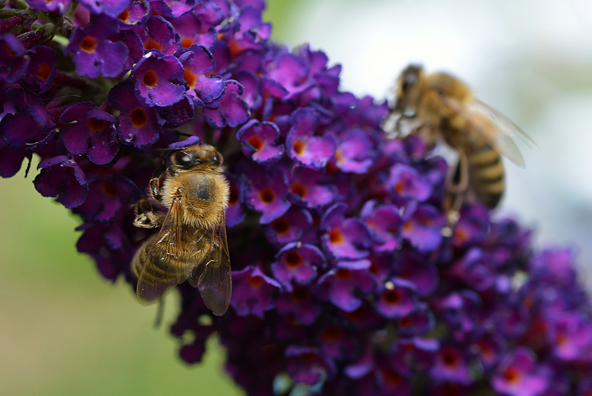 bienen_sommerflieder.jpg