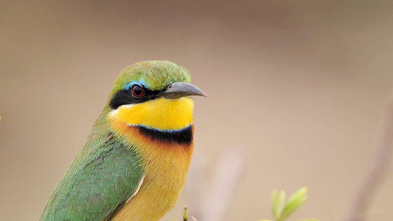 Bienenfresser
im Lake Manyara Nationalpark
1752