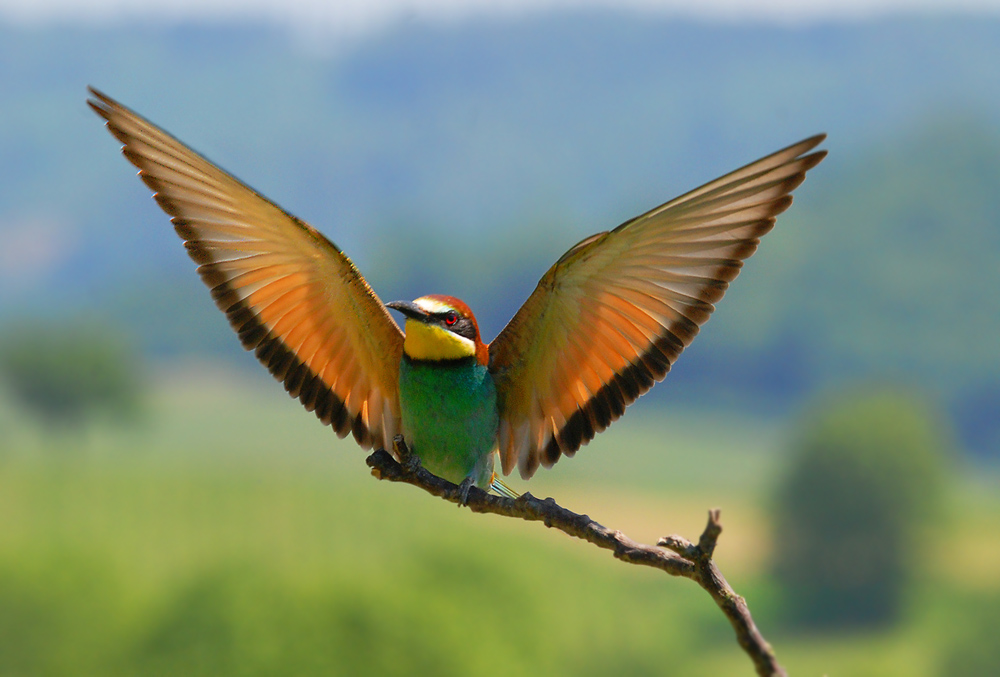 Bienenfresser (Merops apiaster) im Anflug erwischt