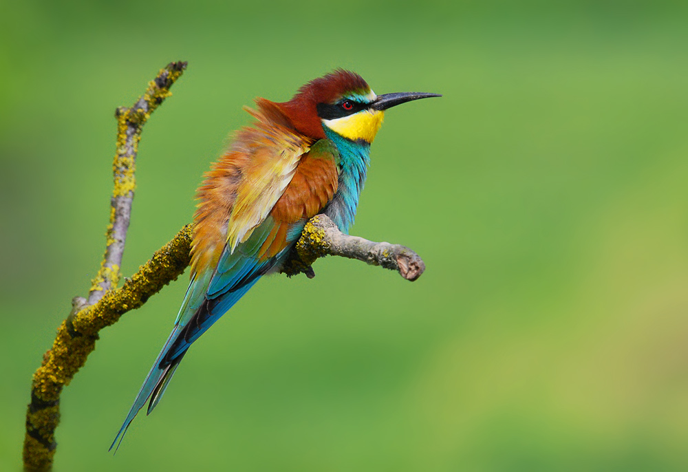 Bienenfresser (Merops apiaster)
