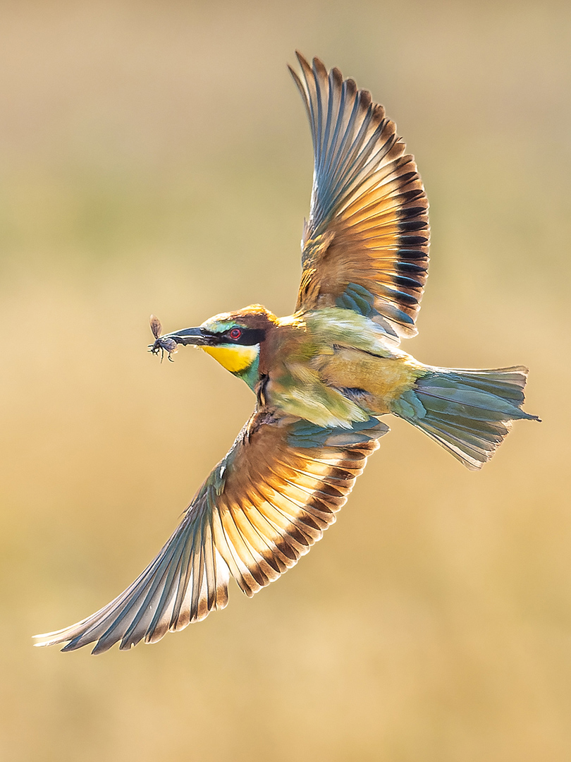 Bienenfresser Ungarn.jpg