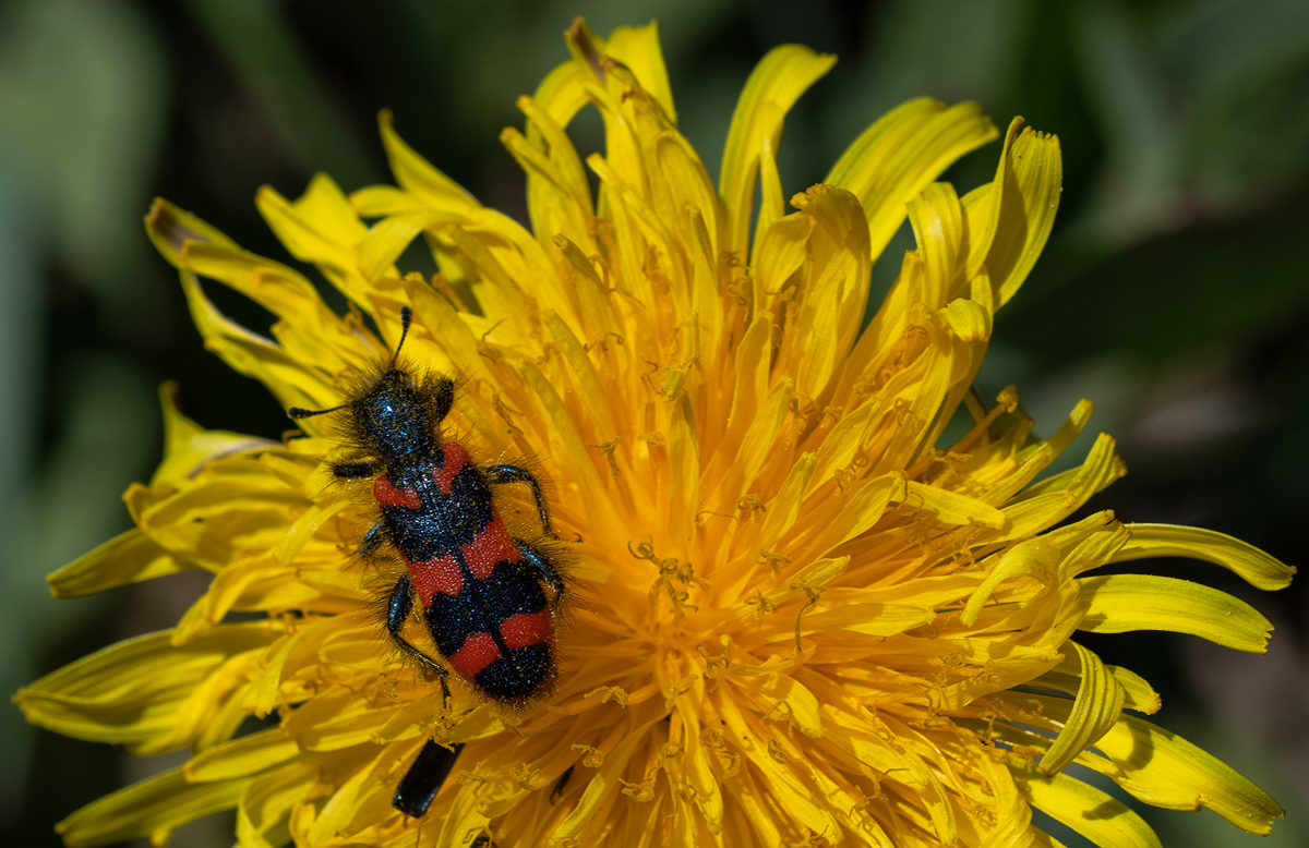 Bienenkäfer.jpg