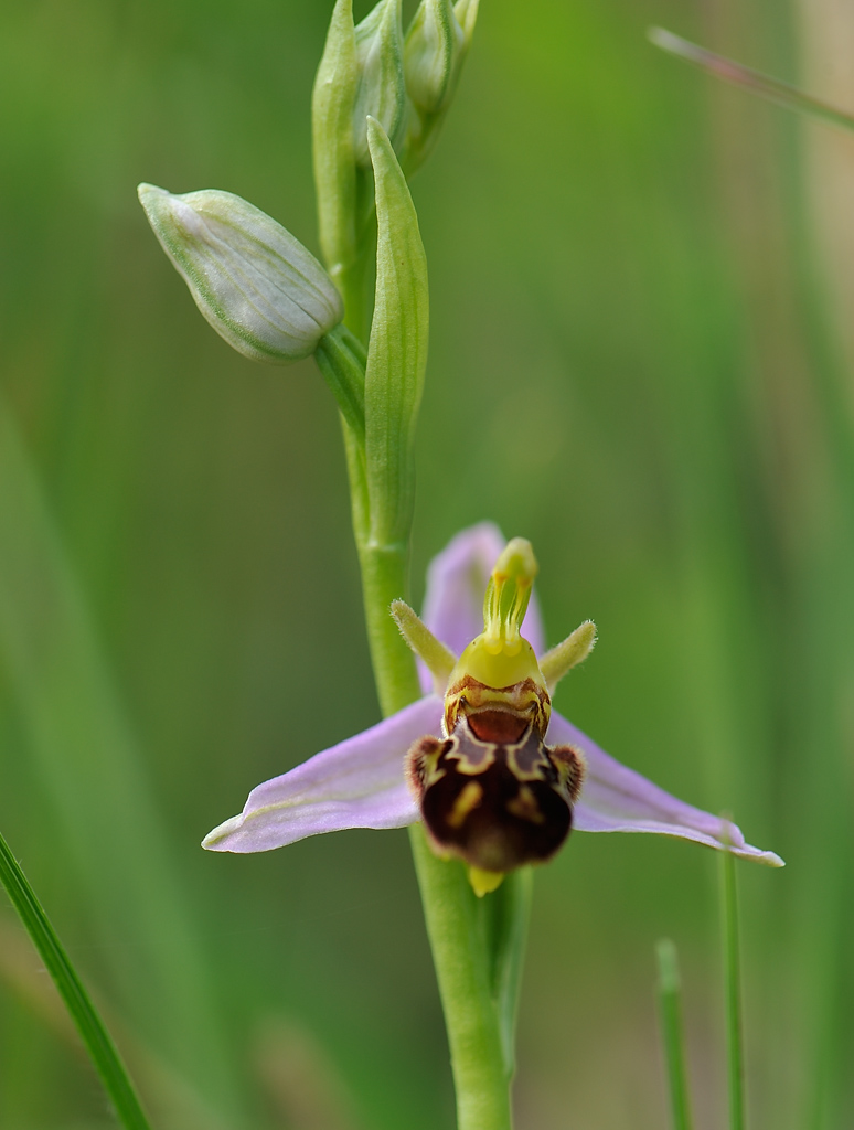 Bienenragwurz, Ophrys apifera (CRI)