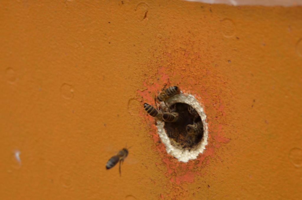 Bienenstock