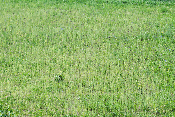 Bienenwiese.jpg