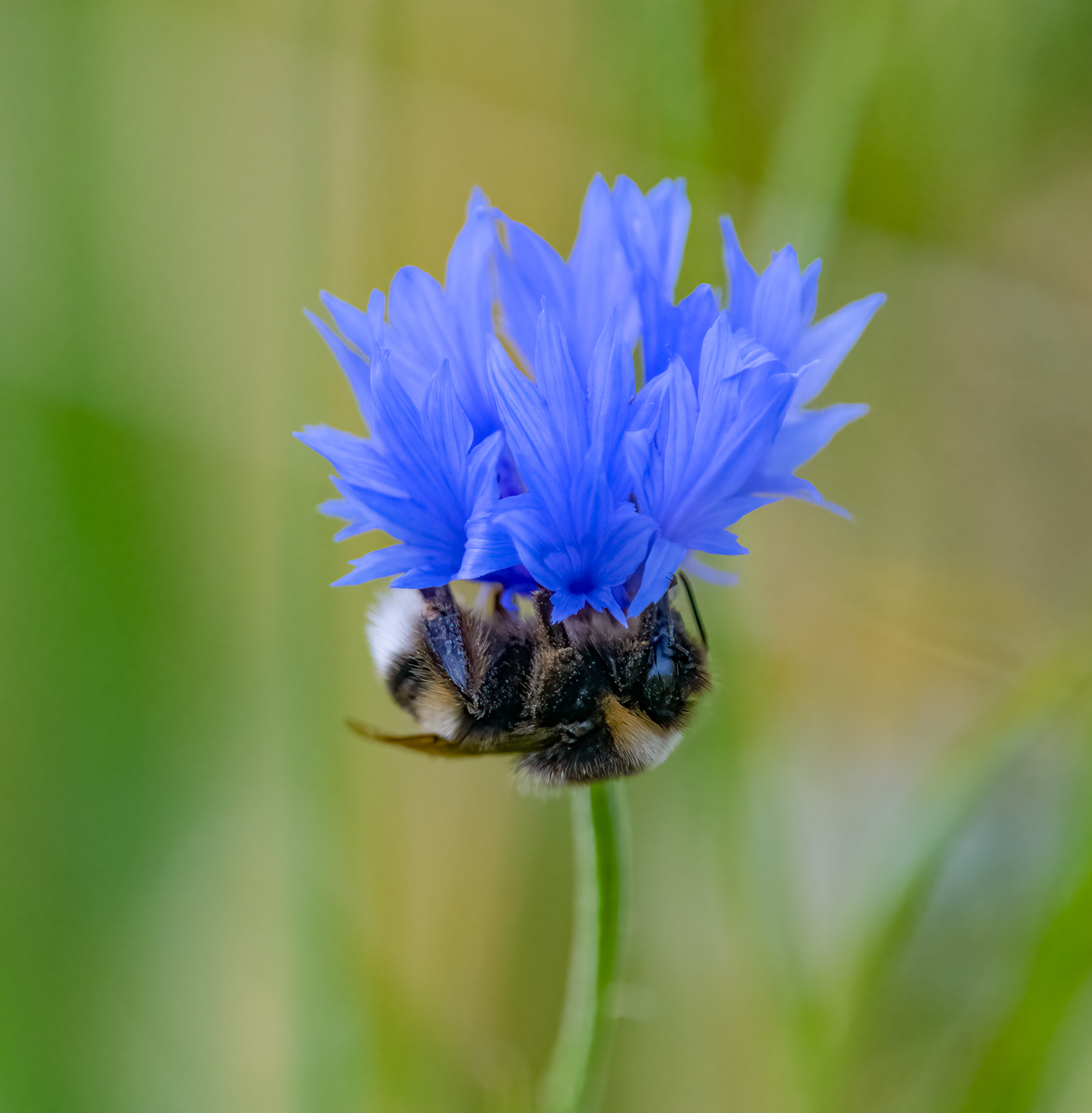 BieneUnterBlume.jpg