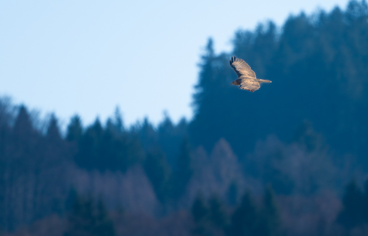 BIF Bussard.jpg