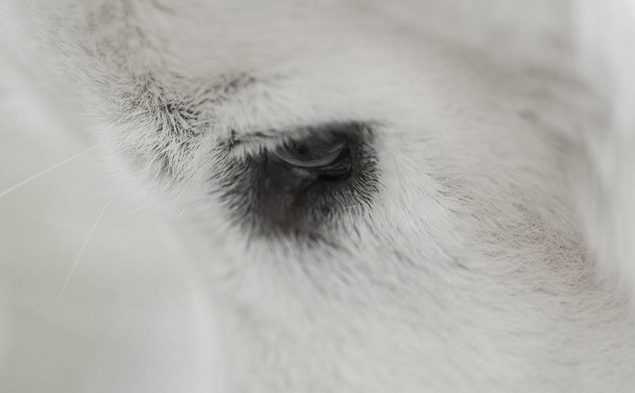Bijou`s Auge