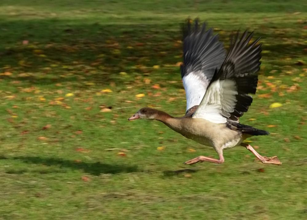 Bild 347 filtered Nilgans. Zum Weglaufen.