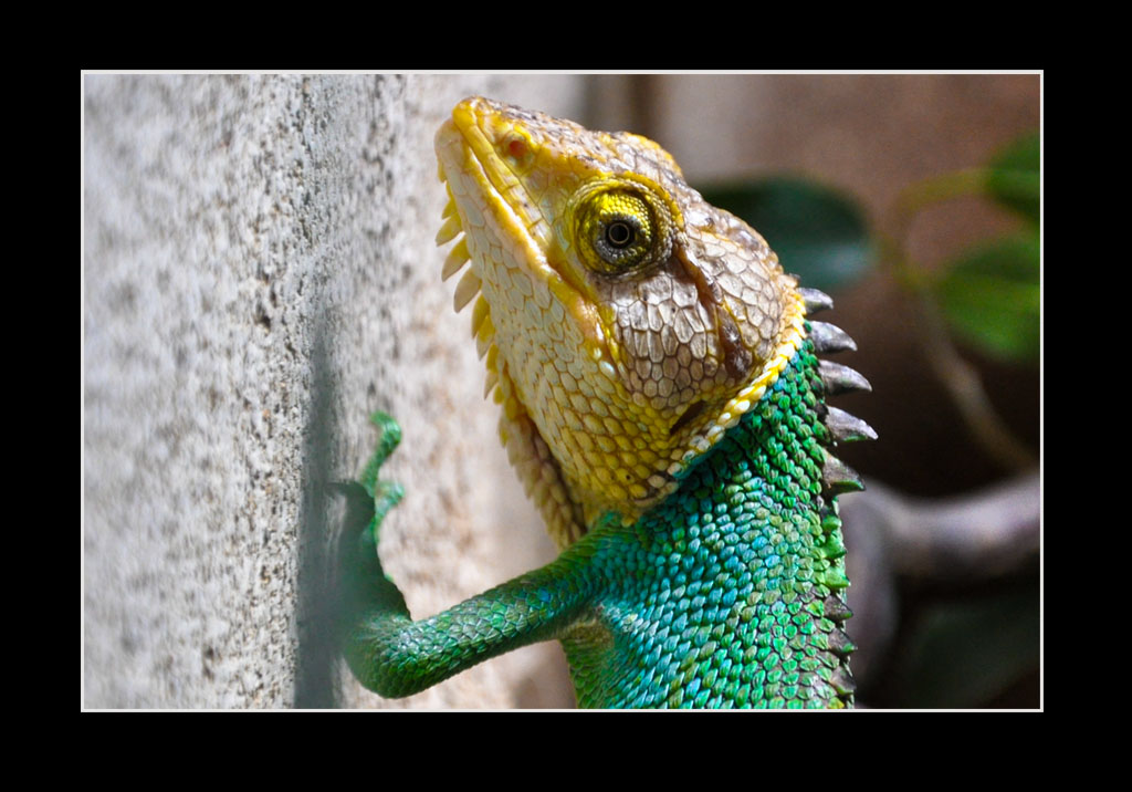 Bild aus dem Allwetterzoo Münster. Die Echse hing hinter einer Glasscheibe an der Wand.

Kamer: Nikon D90
Objektiv: 18.0-105.0mm f/3.5-5.6
Belichtung: