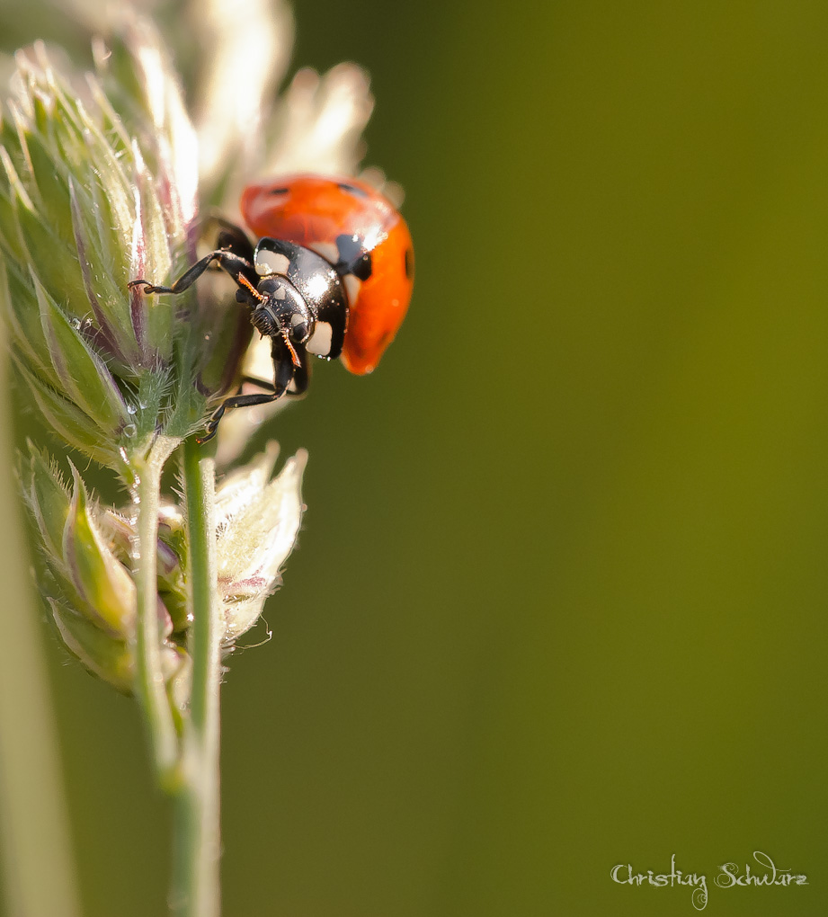 Bild LR3 .28. Mai 2012. .DSC 0035