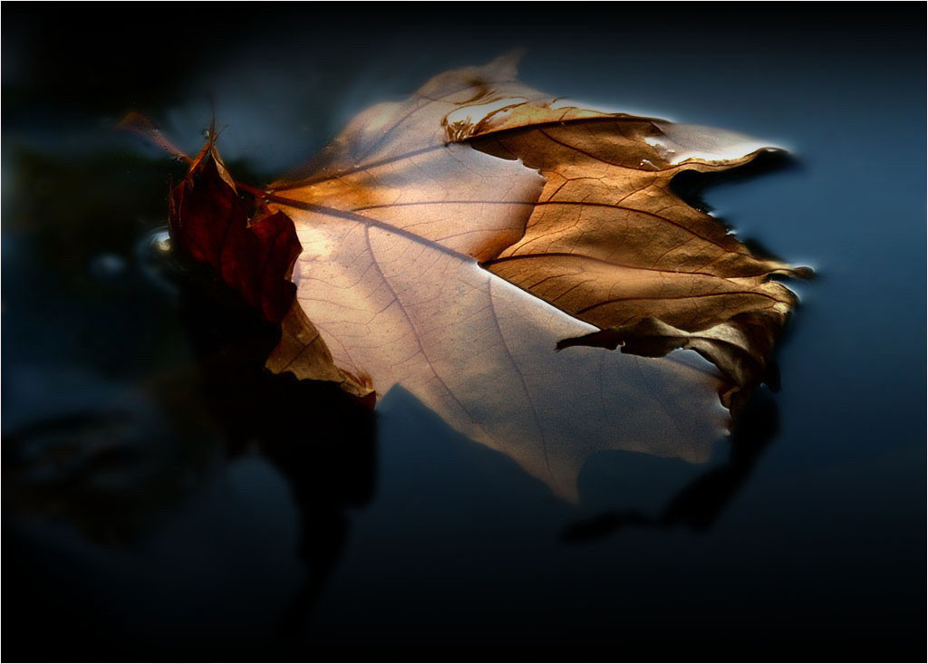 Bild Nr 11367
