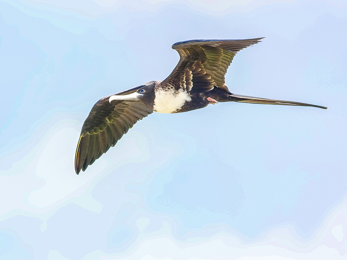 Bindenfregattvogel Galapagos.jpg