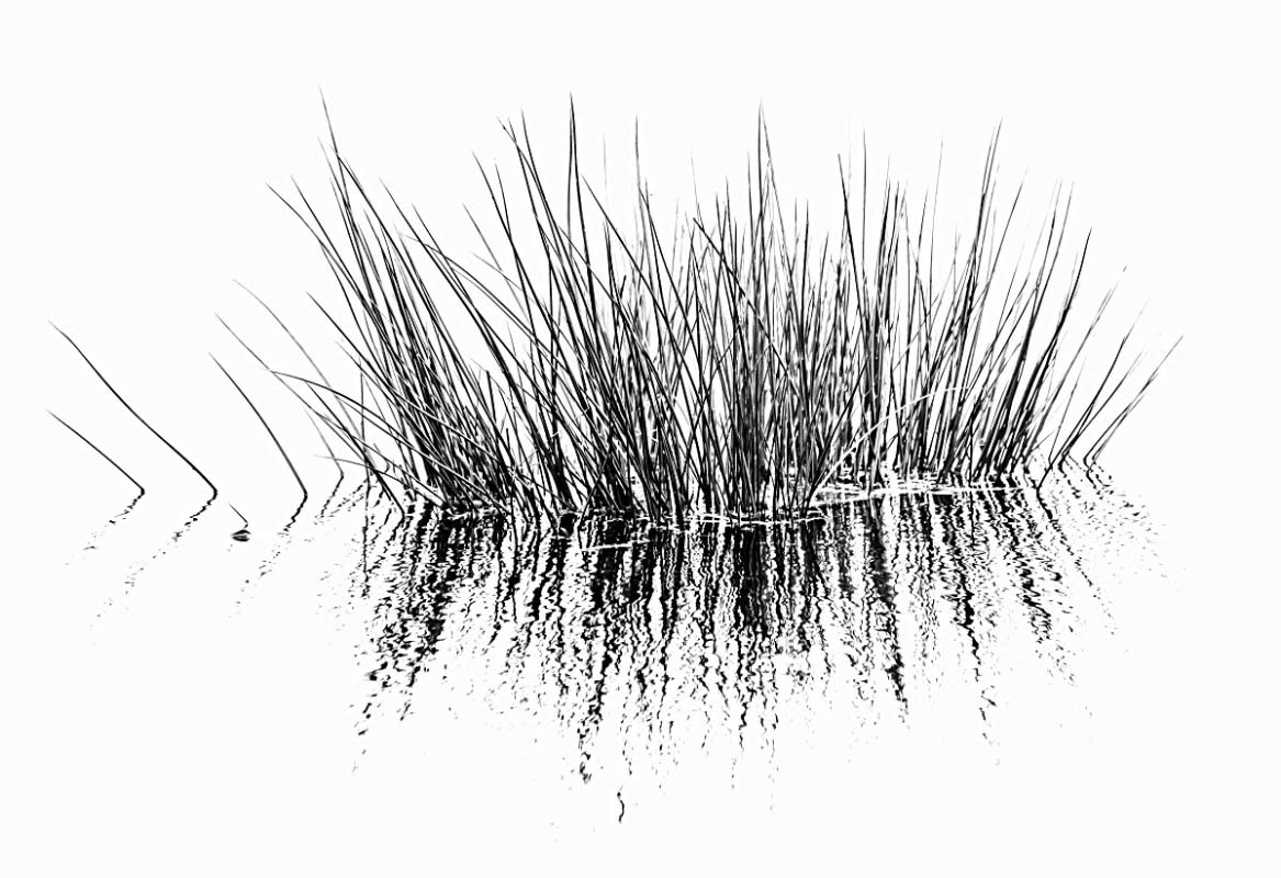 Binsen unter Wasser BW_bearbeitet-1.jpg