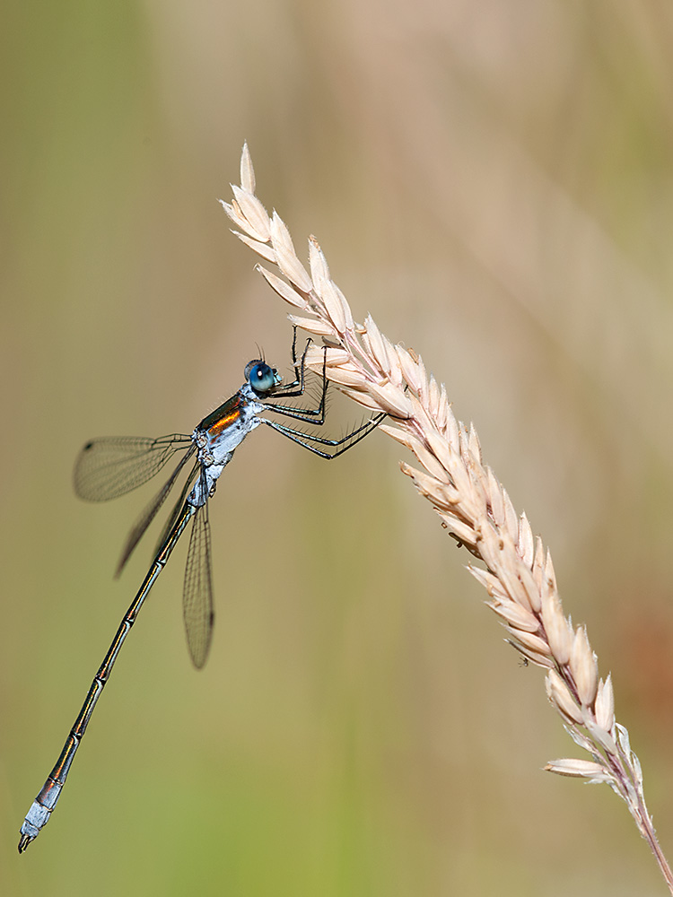 Binsenjungfer Gemeine 2013 07 21 03