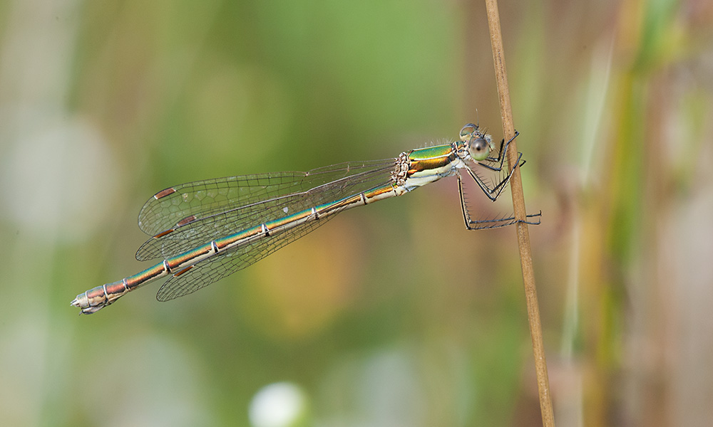 Binsenjungfer Kleine 2013 08 24 06