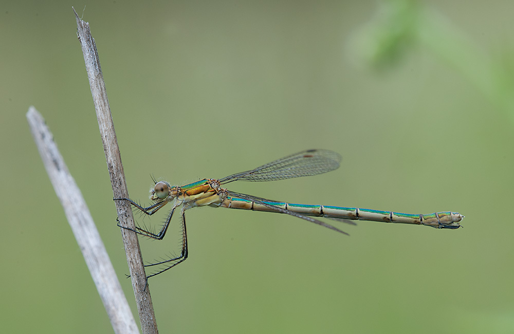 Binsenjungfer Kleine (w) 00 2013 07 05