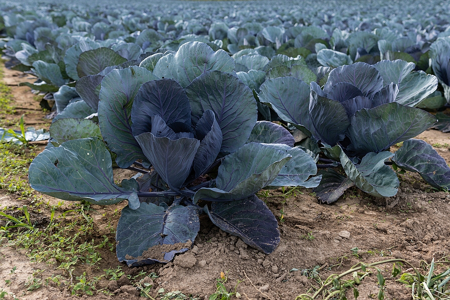 Bio-Rotkohl