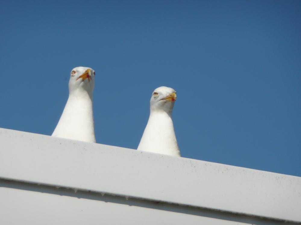 Biowecker auf Norderney