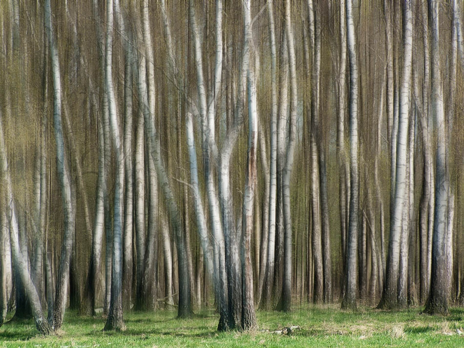 birch grove