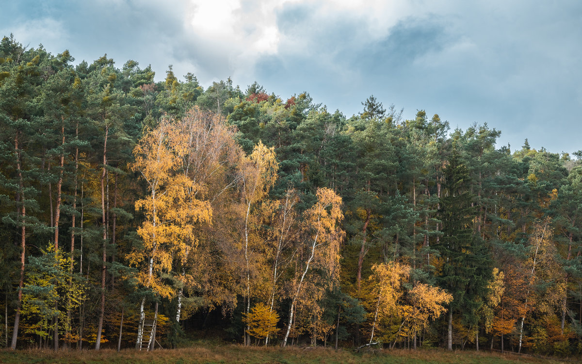 Birches at the Border