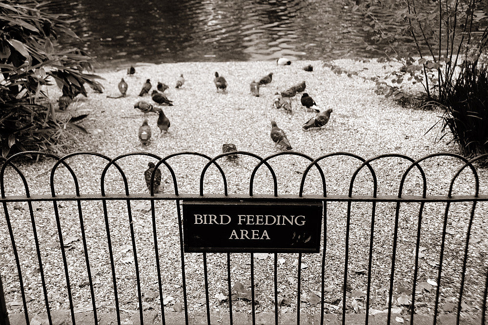 bird feeding area
