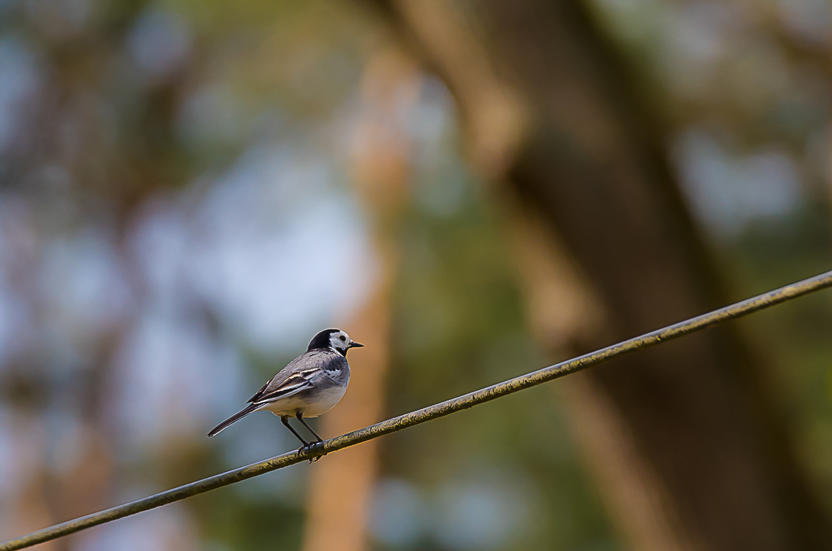 Bird on a wire (1 von 1).jpg