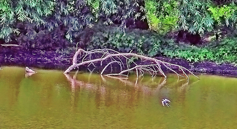 bird over the lake