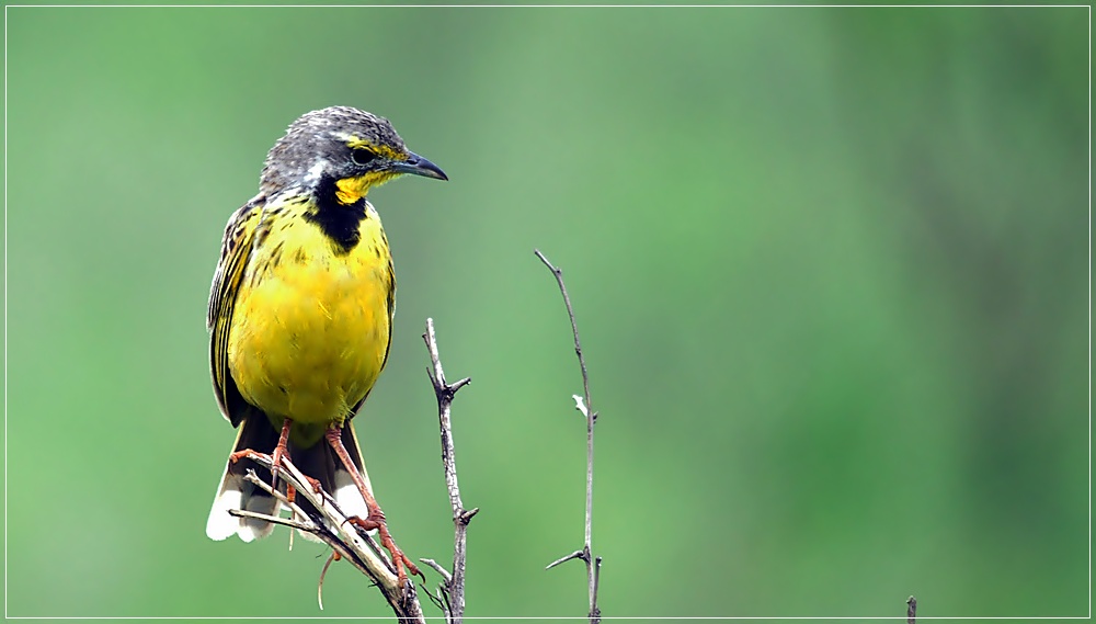 bird2