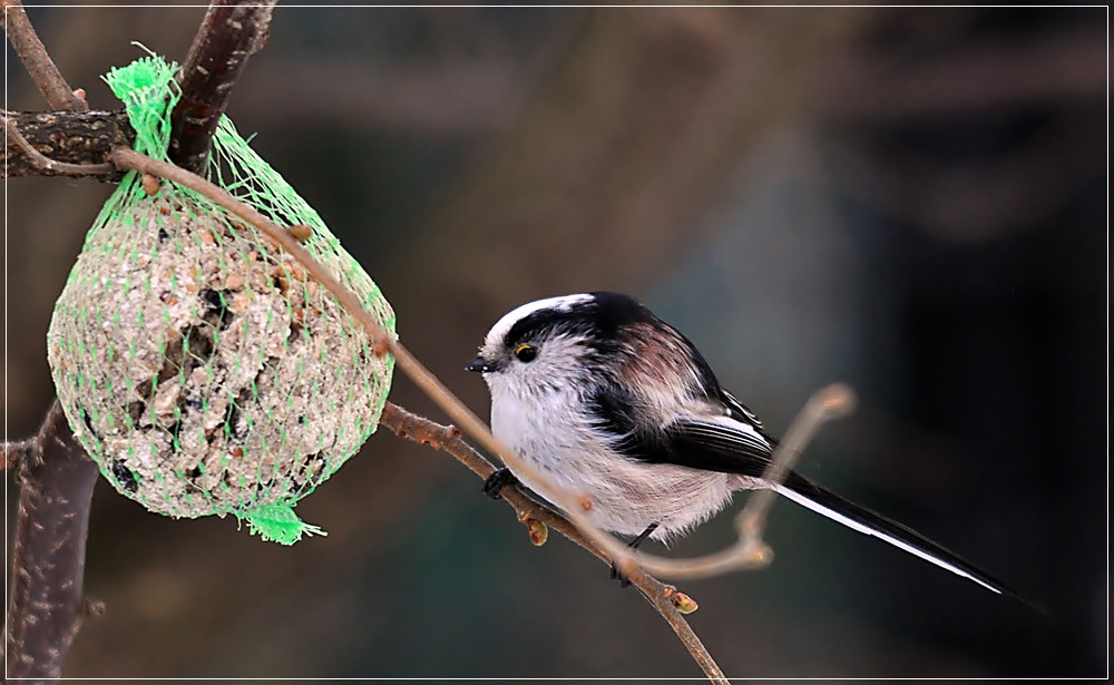 bird9