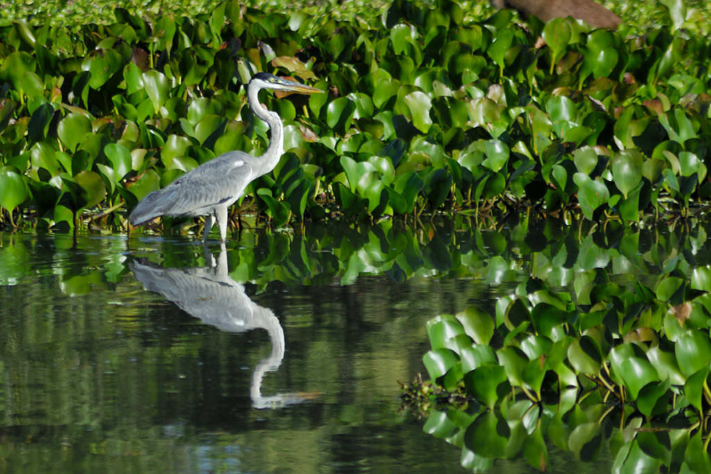 birds Ardea Cocoi