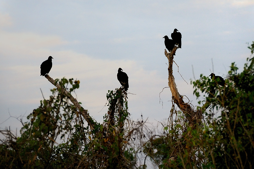 birds Cathartes aura