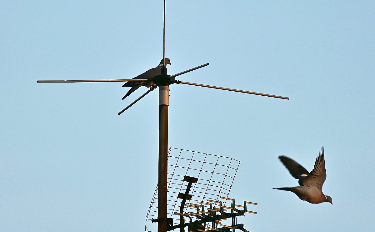 Birds in flight - 2.jpg