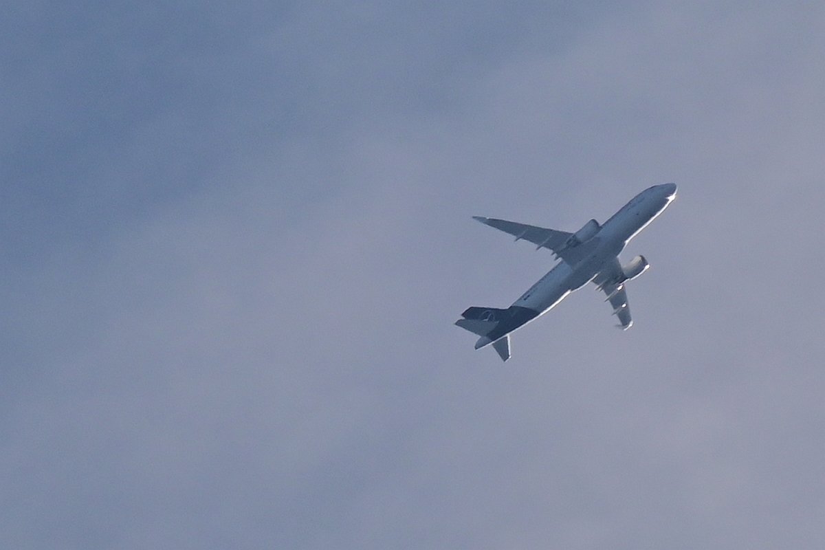 Birds in flight.jpg