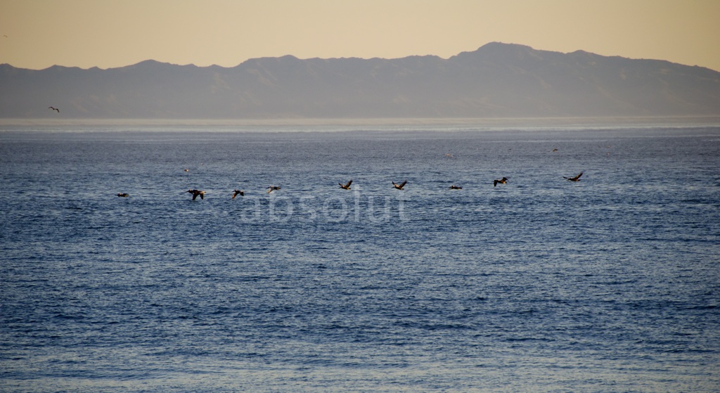 birds