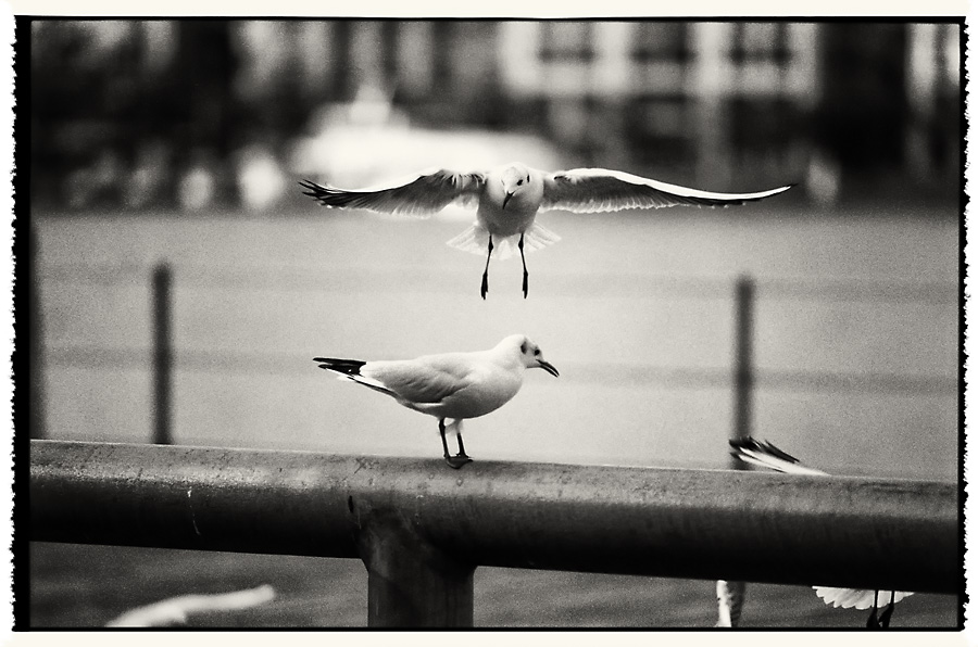 Birds