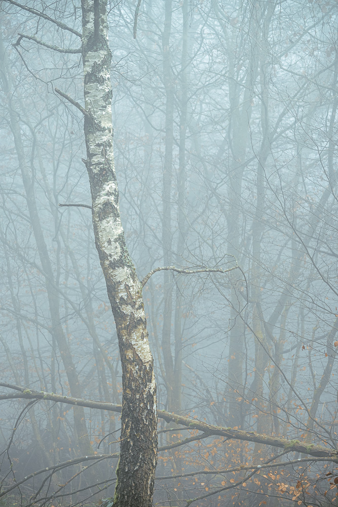 Birke im Nebelwald