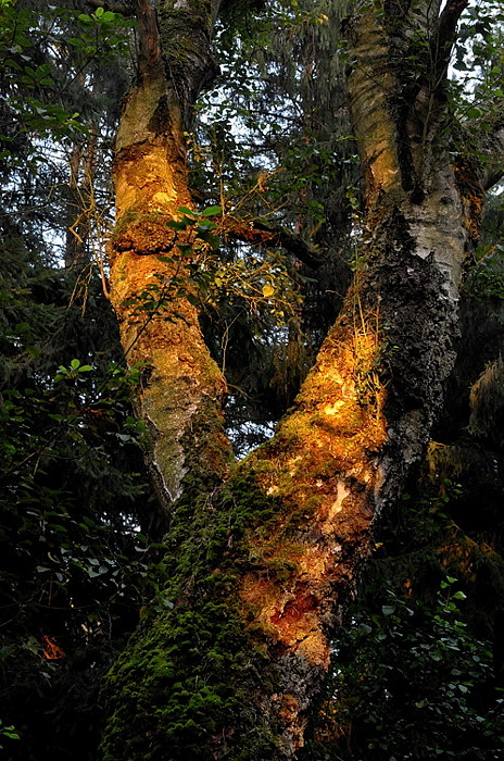 Birke, Lüneburger Heide, im letzten Abendlicht