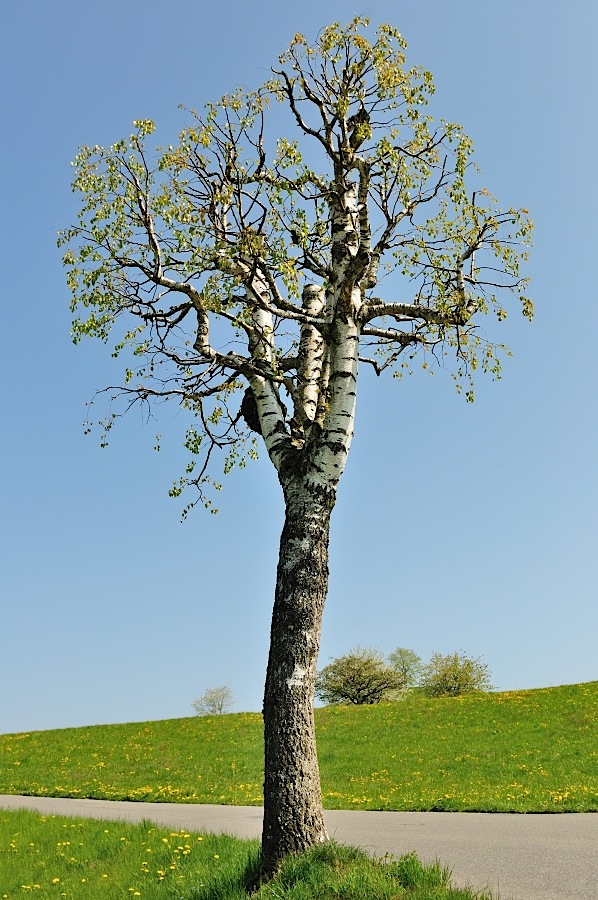 Birke