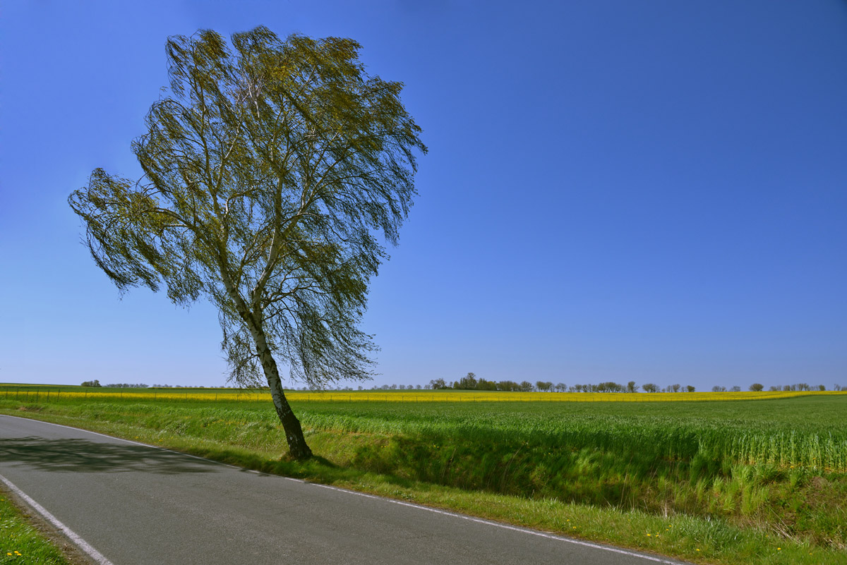 birke_raps_feld_1200.jpg