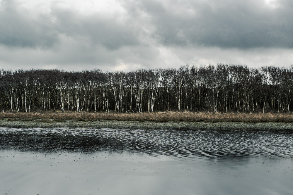 Birken am Wasser