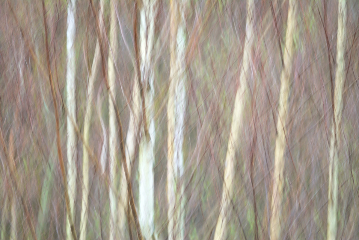 birken.jpg