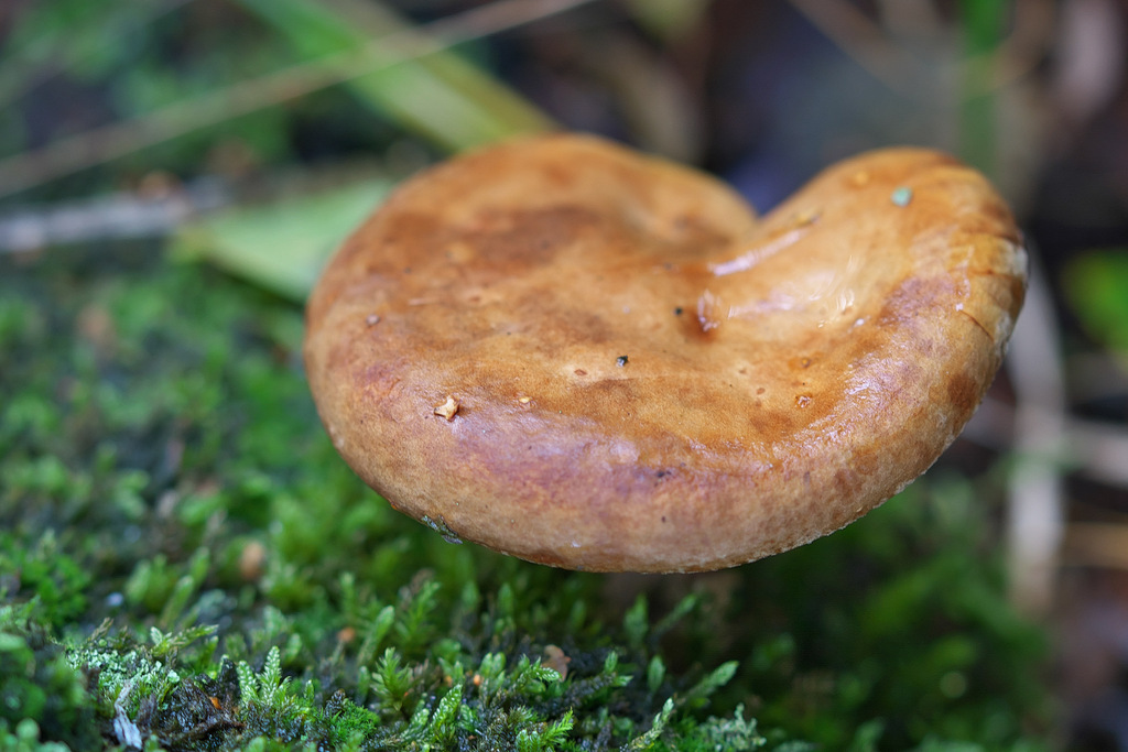 Birken-Milchling (Lactarius torminosus) ☠️