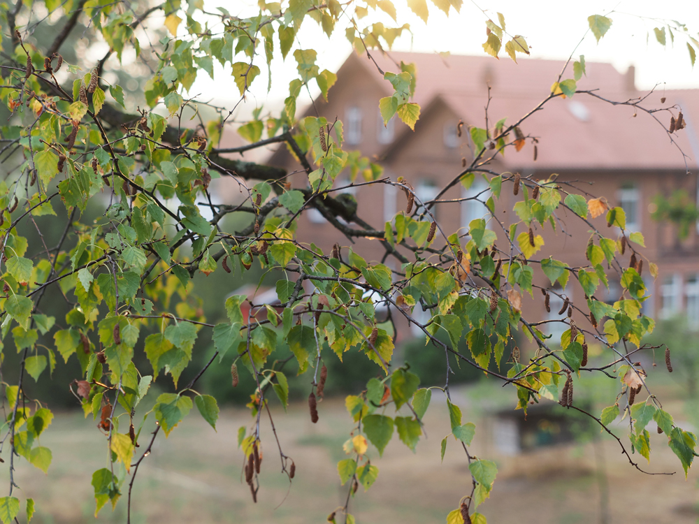 Birkenblätter am Abend.jpg