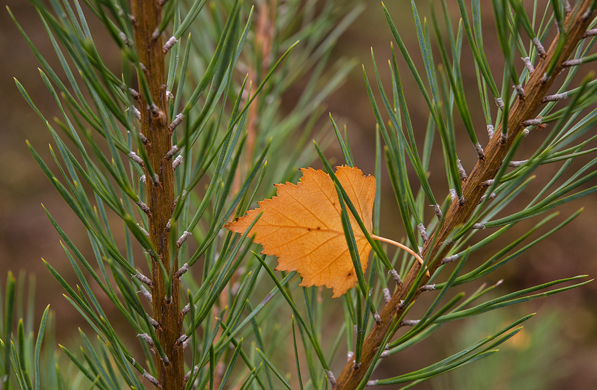 Birkenblatt